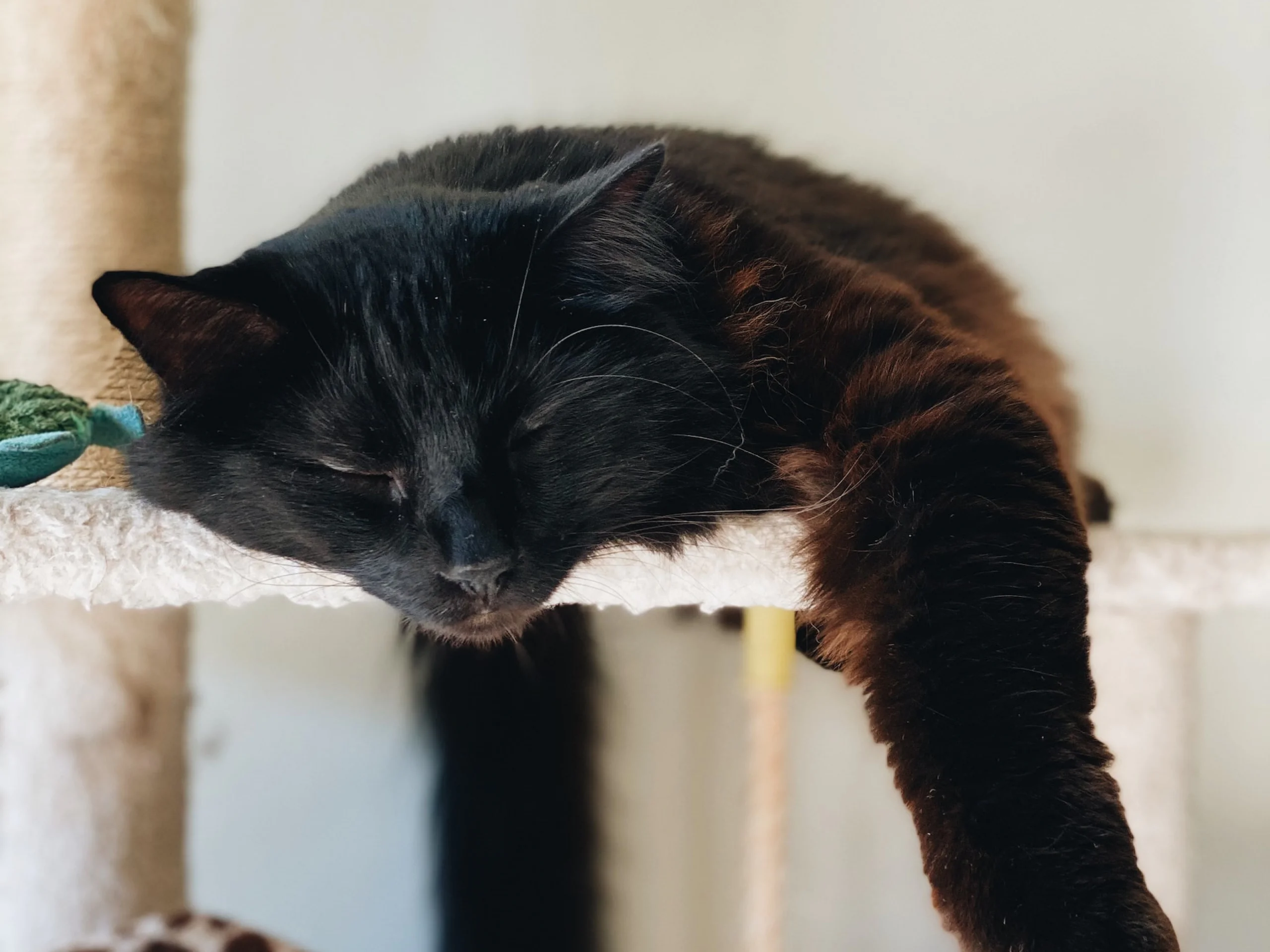 Learn more about buprenorphine, a medication that treats cat pain